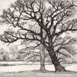 Winter Oaks